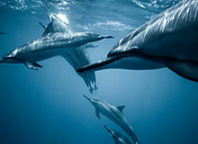 让出控球成就“防守” 曼城扮猪吃虎靠主裁和运气？